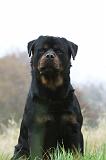 ROTTWEILER 405